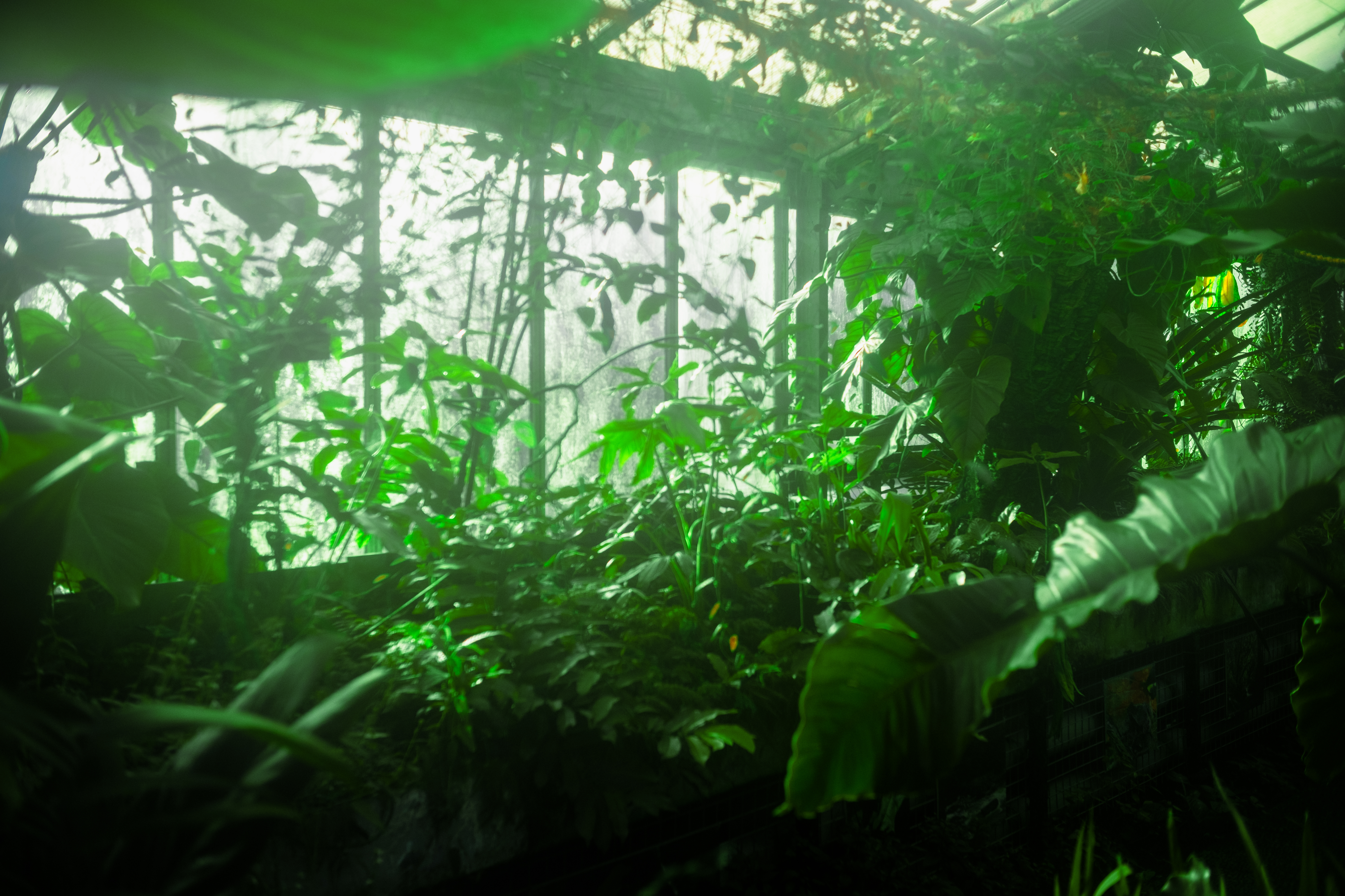 Inside a lush green greenhouse filled with tropical plants